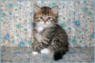 Female Siberian Kitten from Deedlebug Siberians